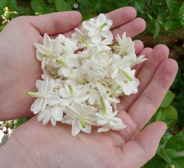 彰化花壇秘密基地 親子人氣玩樂景點x茉莉花天堂x 創意DIY 活動照片